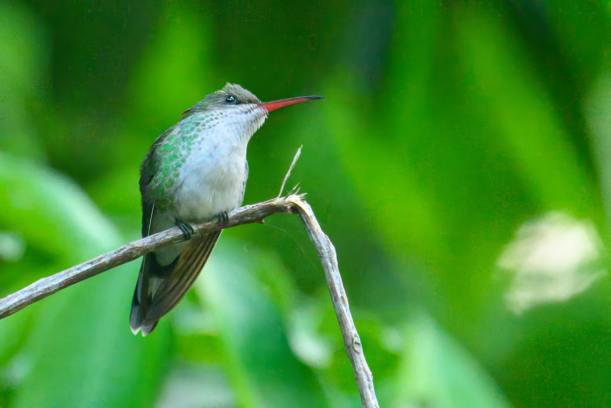 Red-billed Streamertail - ML627807265