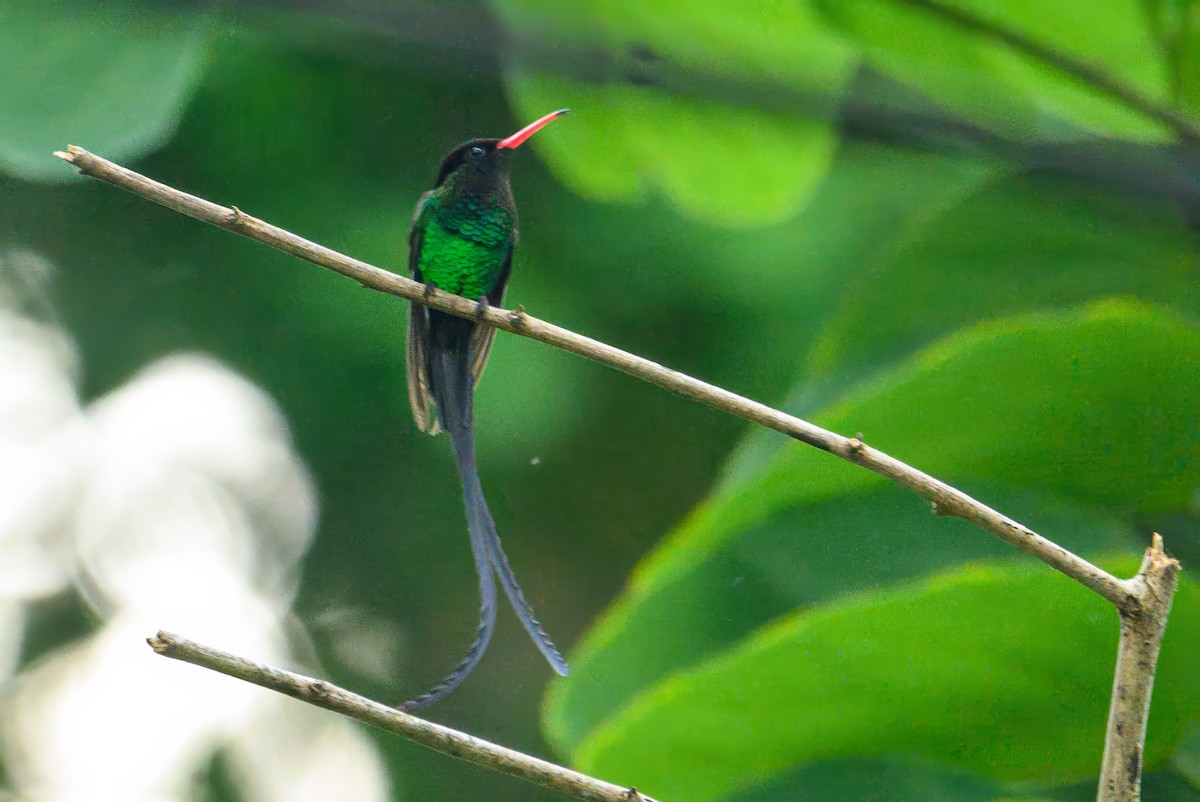 Red-billed Streamertail - ML627807266