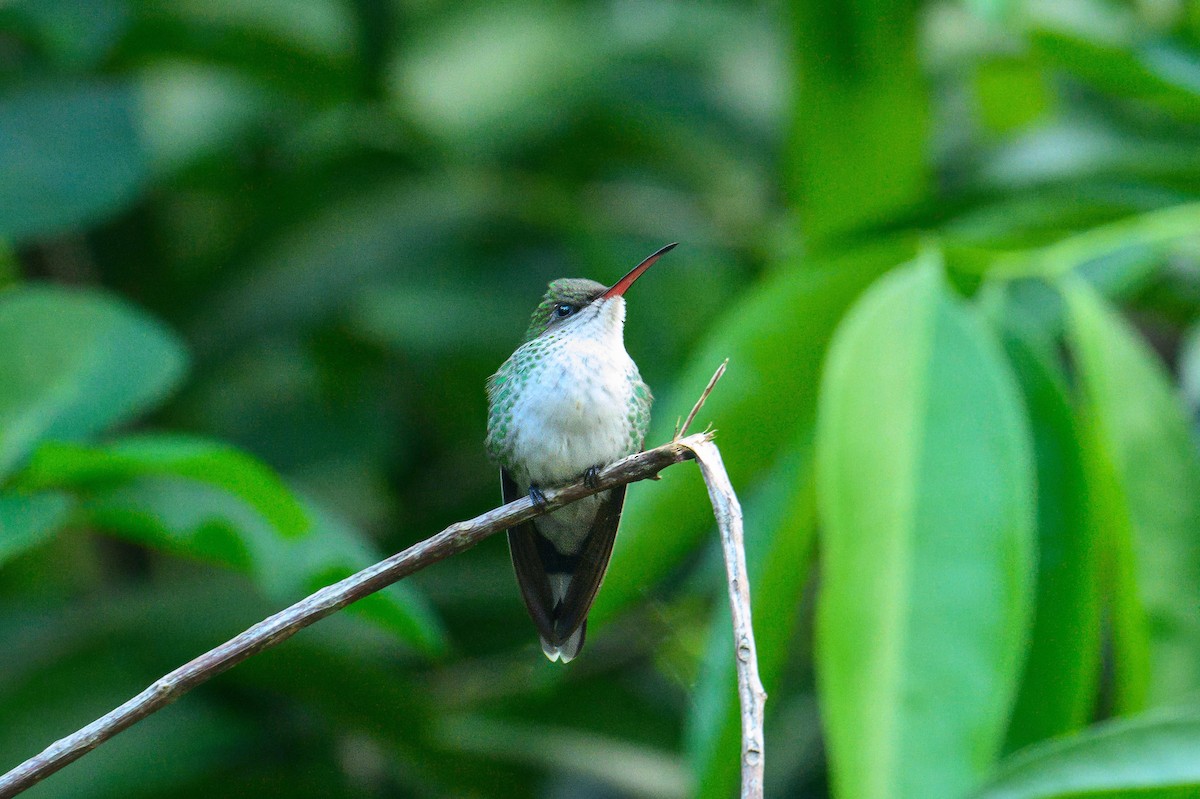 Red-billed Streamertail - ML627807267