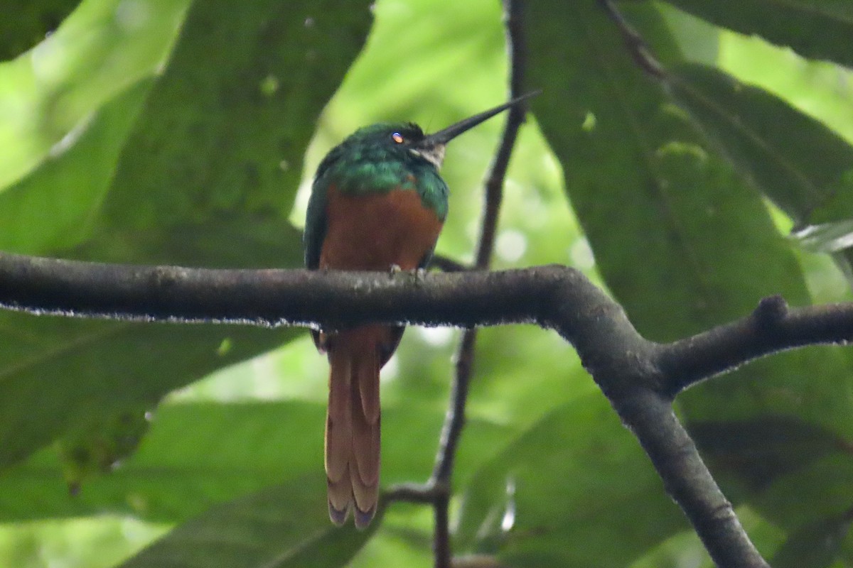 Rufous-tailed Jacamar - ML627807286