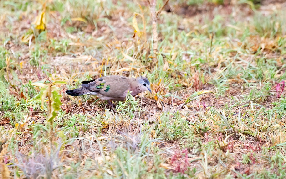 Emerald-spotted Wood-Dove - ML627807290