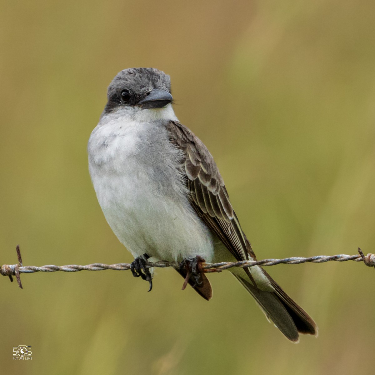 Gray Kingbird - ML627807337