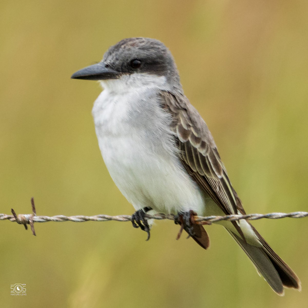 Gray Kingbird - ML627807338