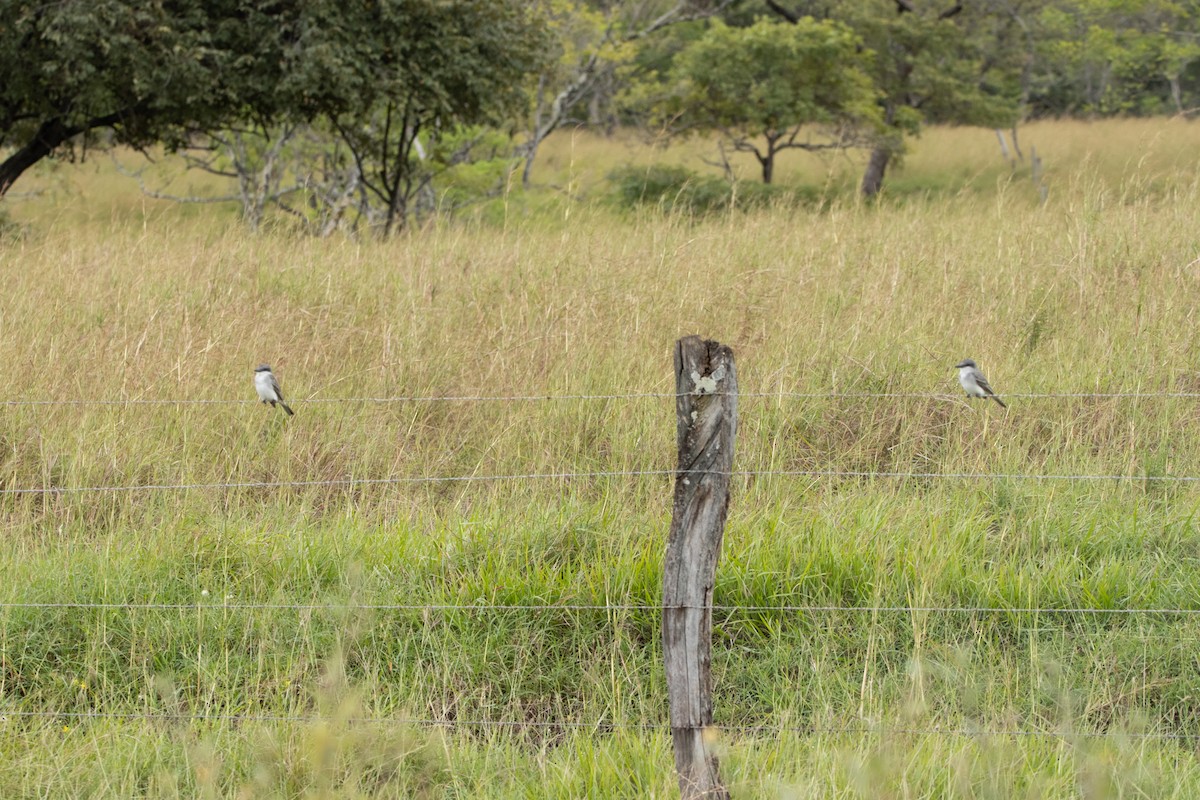 Gray Kingbird - ML627807339