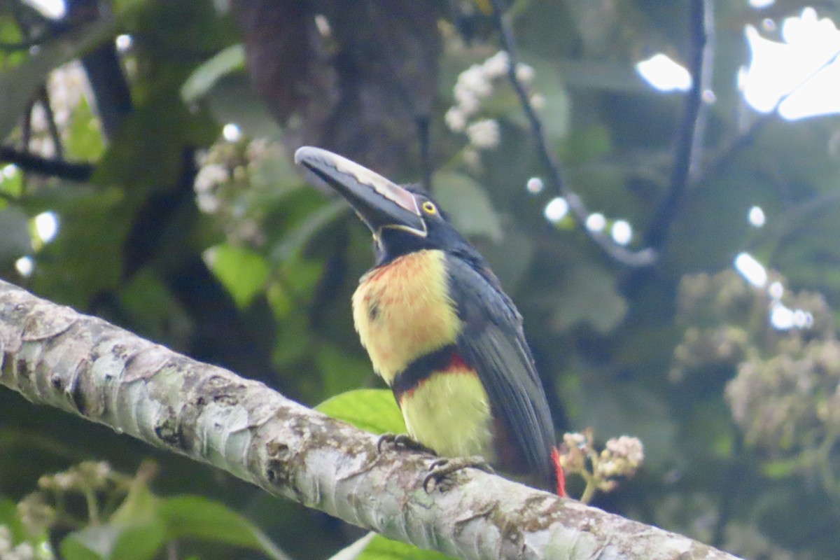 Collared Aracari - ML627807368