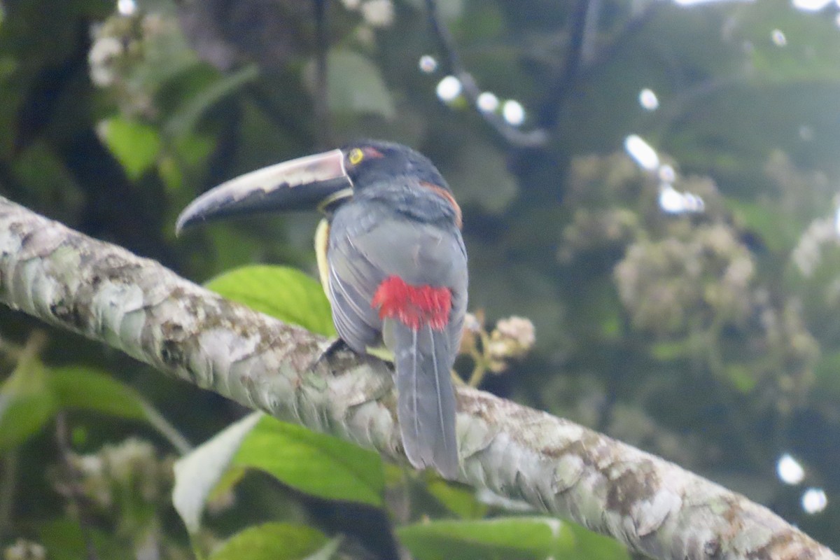 Collared Aracari - ML627807369