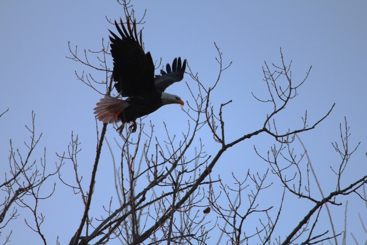 Bald Eagle - ML627807377
