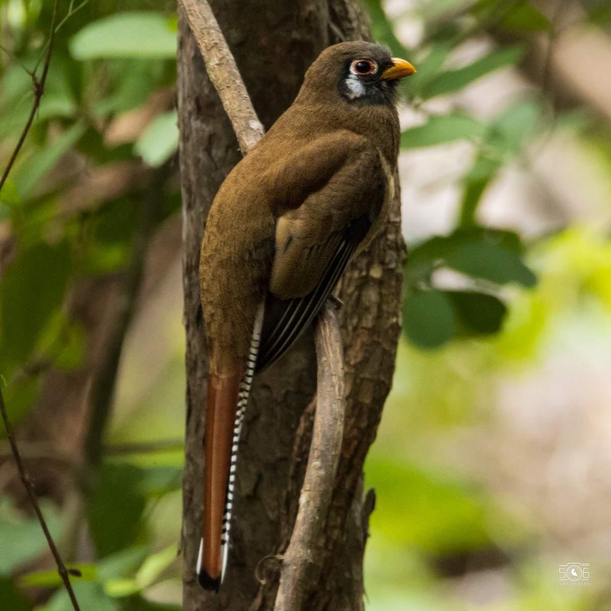 Elegant Trogon - ML627807378