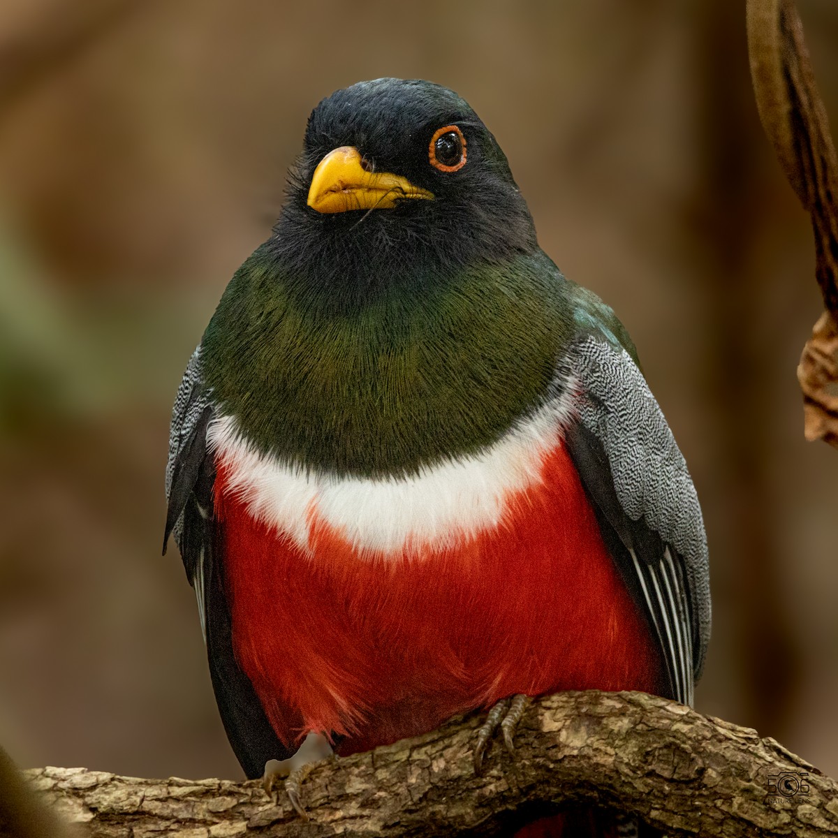 Elegant Trogon - ML627807379