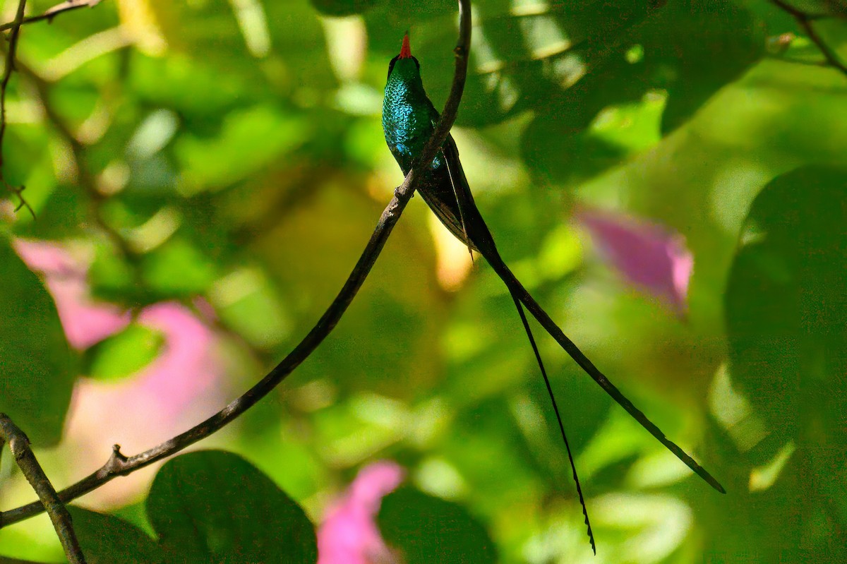 Red-billed Streamertail - ML627807385