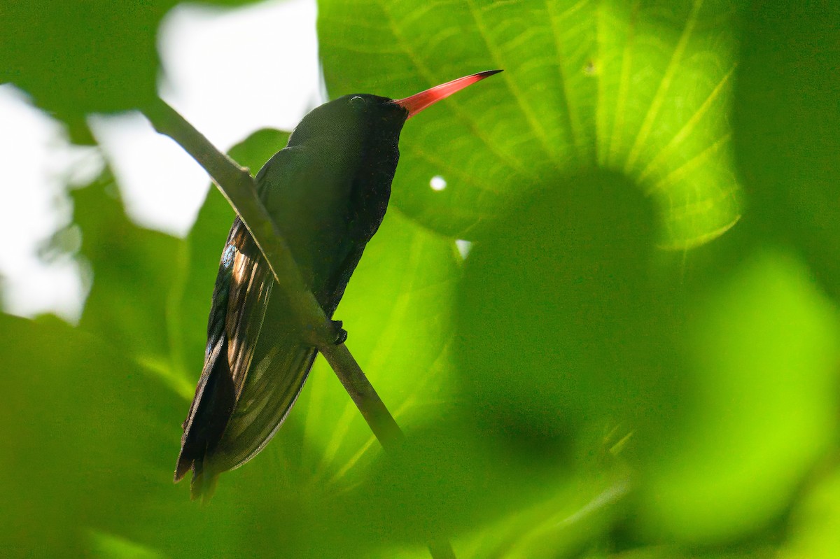 Red-billed Streamertail - ML627807386