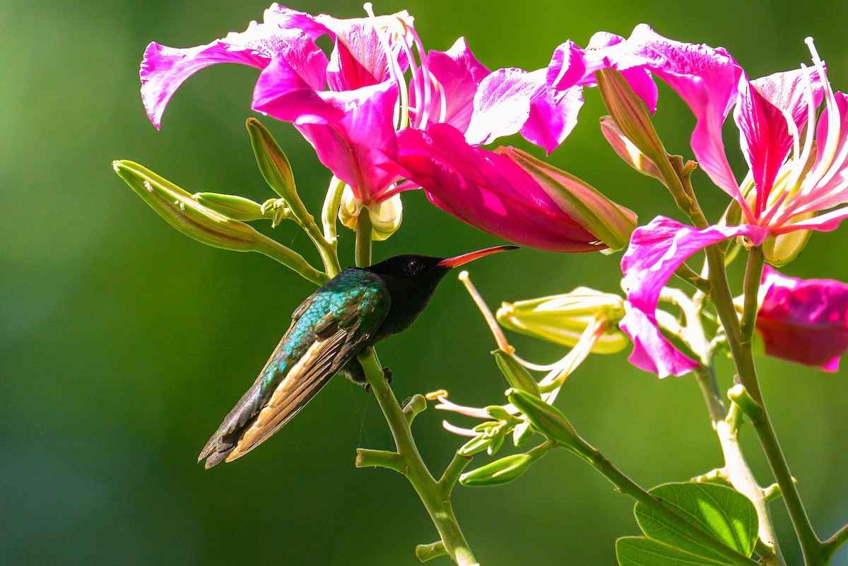 Red-billed Streamertail - ML627807387