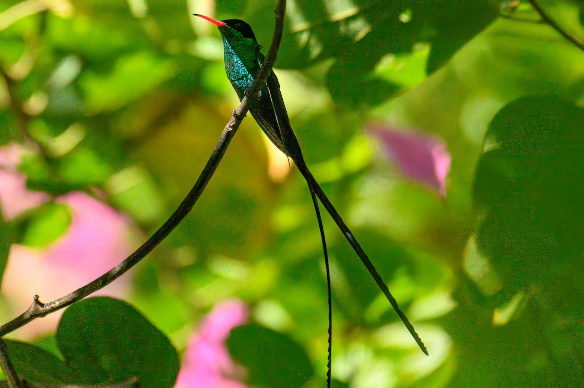 Red-billed Streamertail - ML627807388