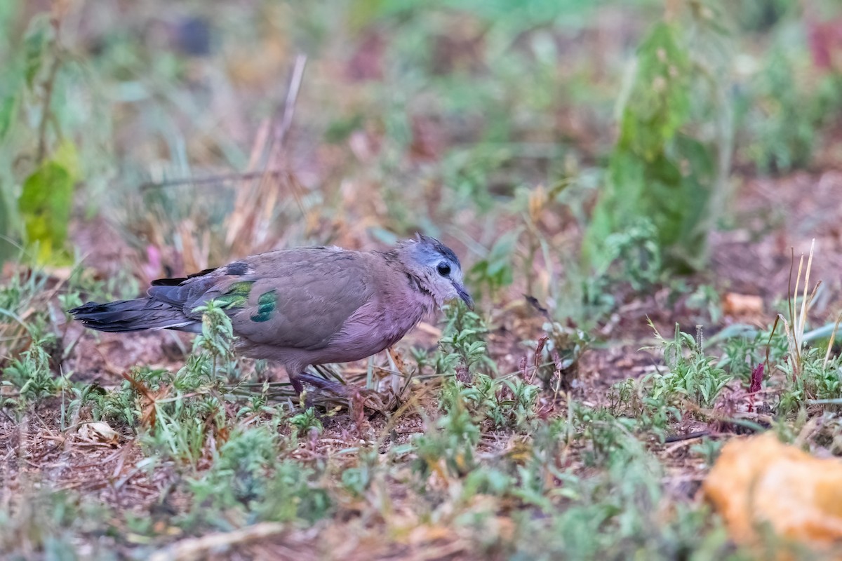 Emerald-spotted Wood-Dove - ML627807413