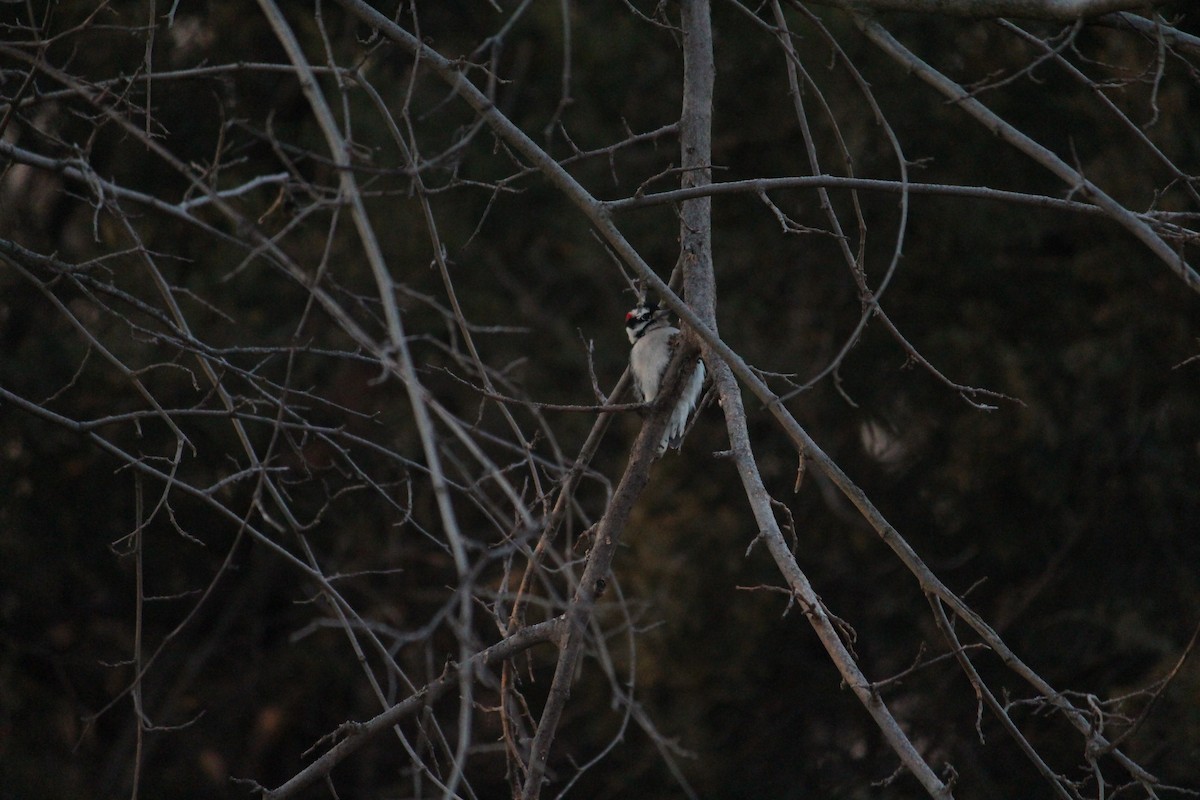 Downy Woodpecker - ML627807418