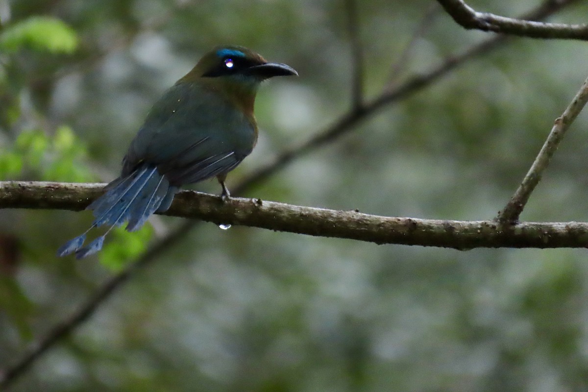 Keel-billed Motmot - ML627807471