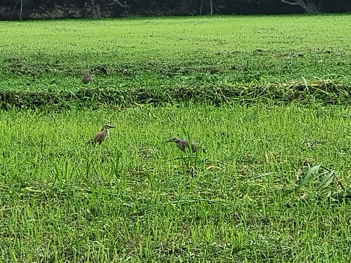 Chinese Pond-Heron - ML627807590