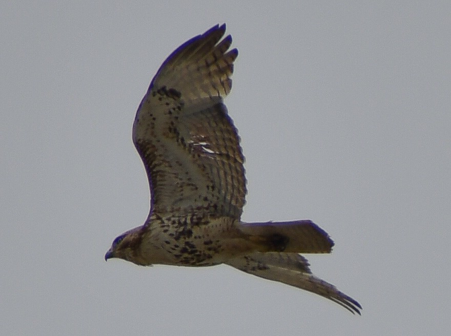 Red-tailed Hawk - ML627807597