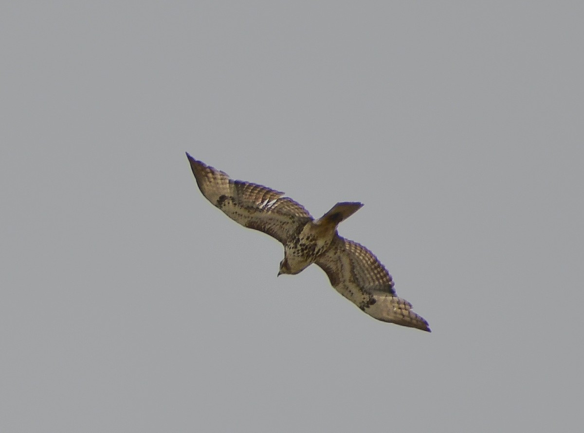 Red-tailed Hawk - ML627807598