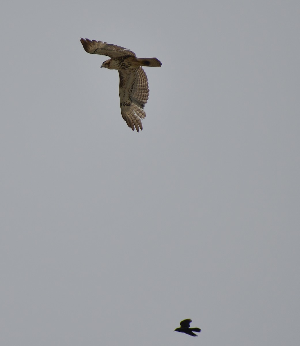 Red-tailed Hawk - ML627807602