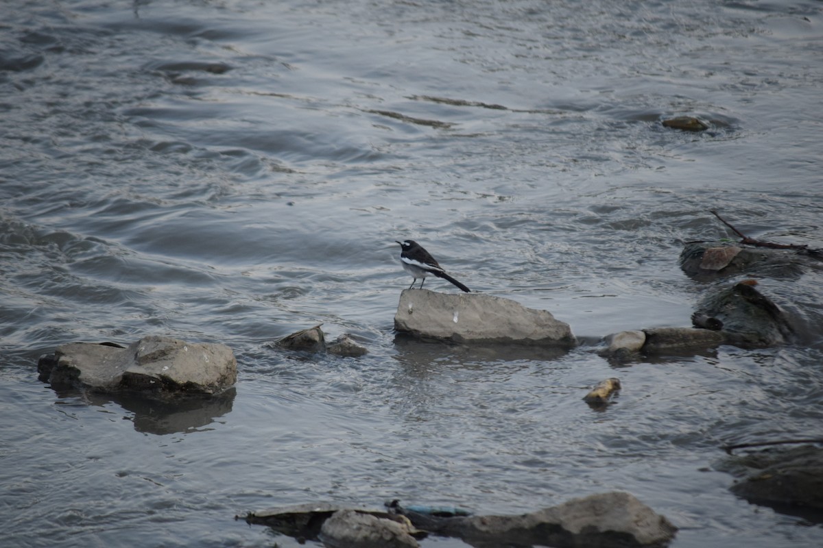 White-browed Wagtail - ML627807745