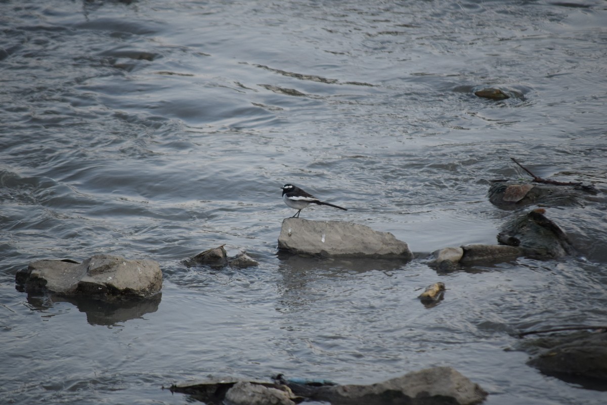 White-browed Wagtail - ML627807746