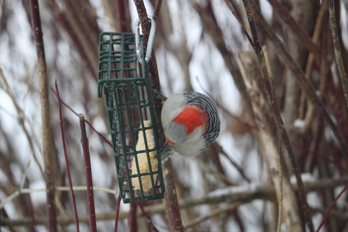 Red-bellied Woodpecker - ML627807752