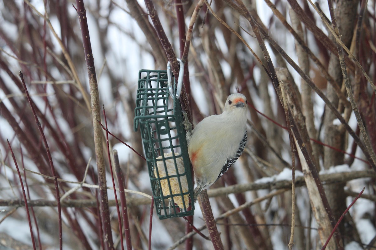 Red-bellied Woodpecker - ML627807753