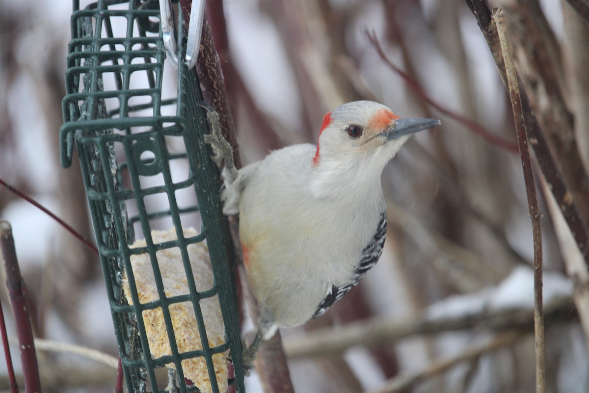 Red-bellied Woodpecker - ML627807754