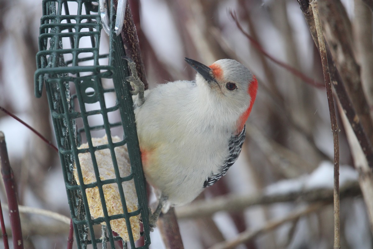 Red-bellied Woodpecker - ML627807755