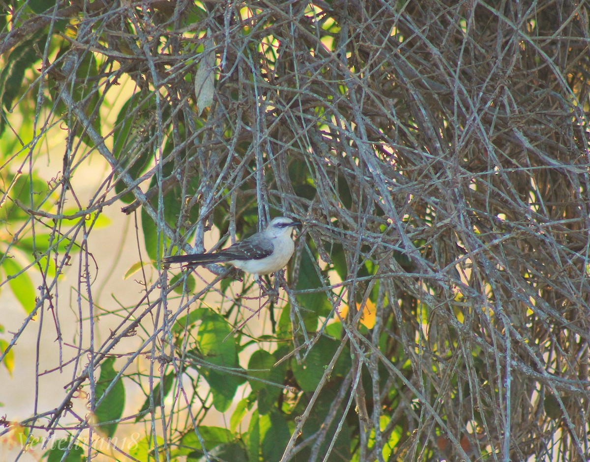 Tropical Mockingbird - ML627807774