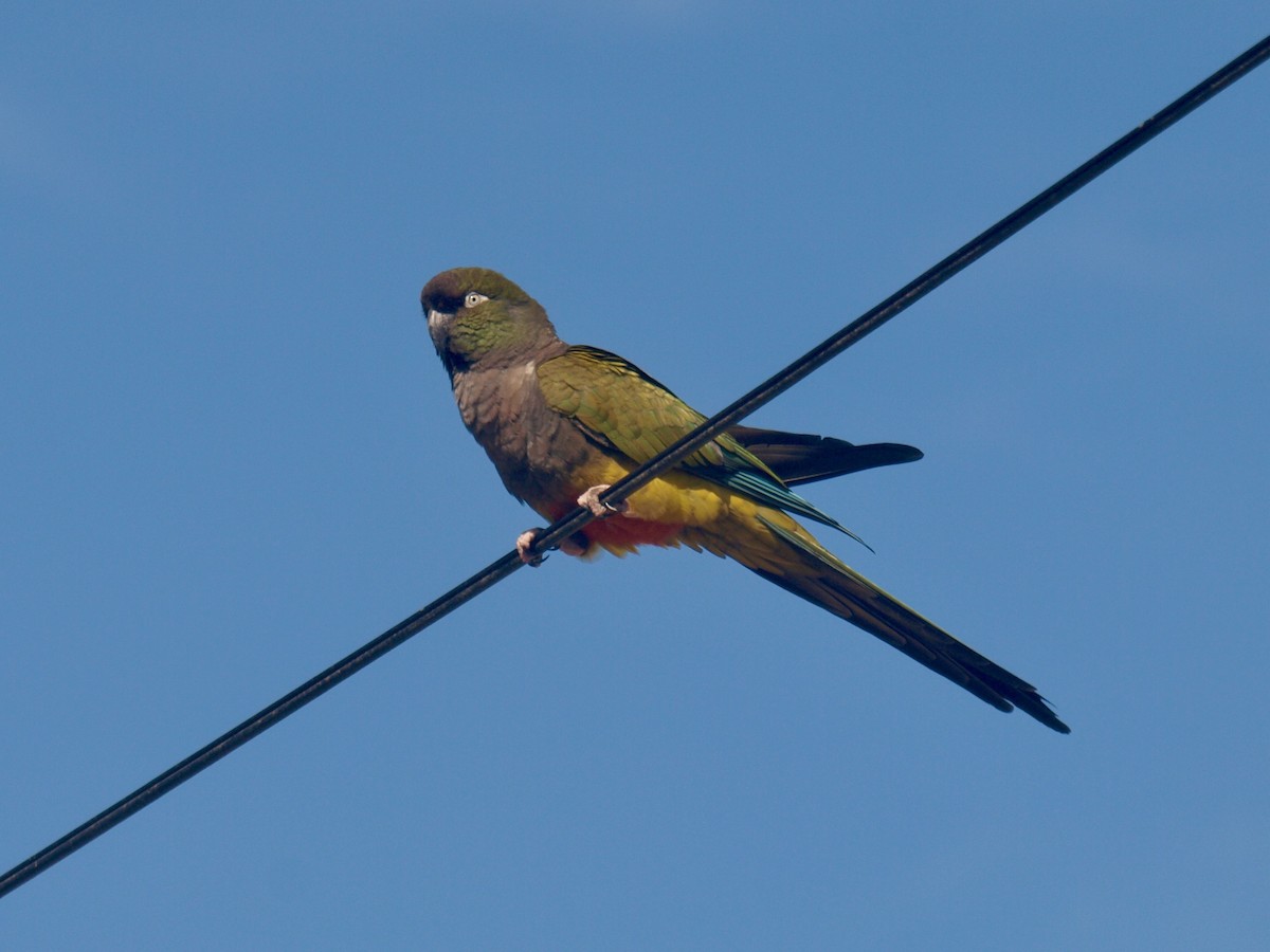 Conure de Patagonie - ML627807879