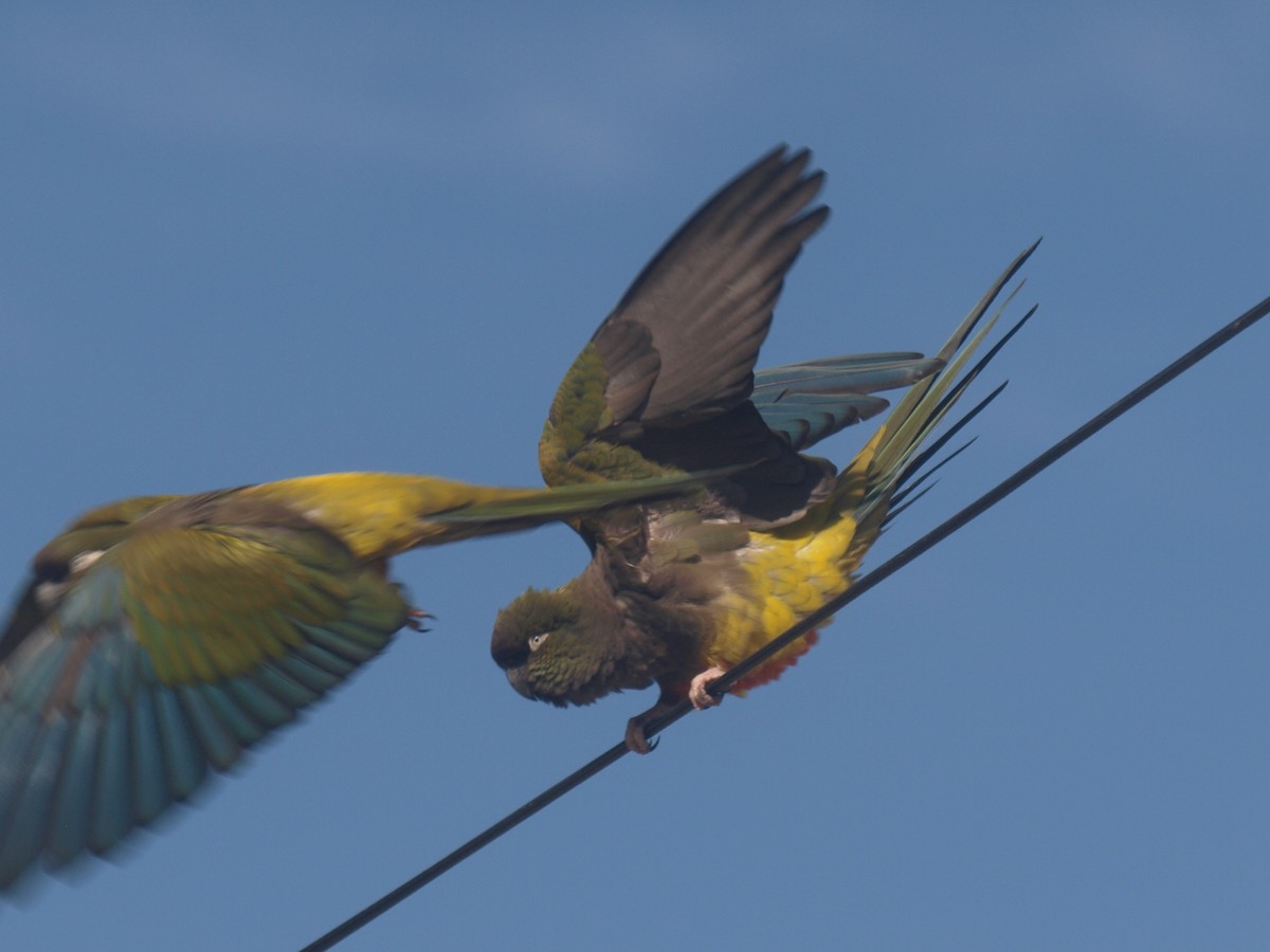 Conure de Patagonie - ML627807880