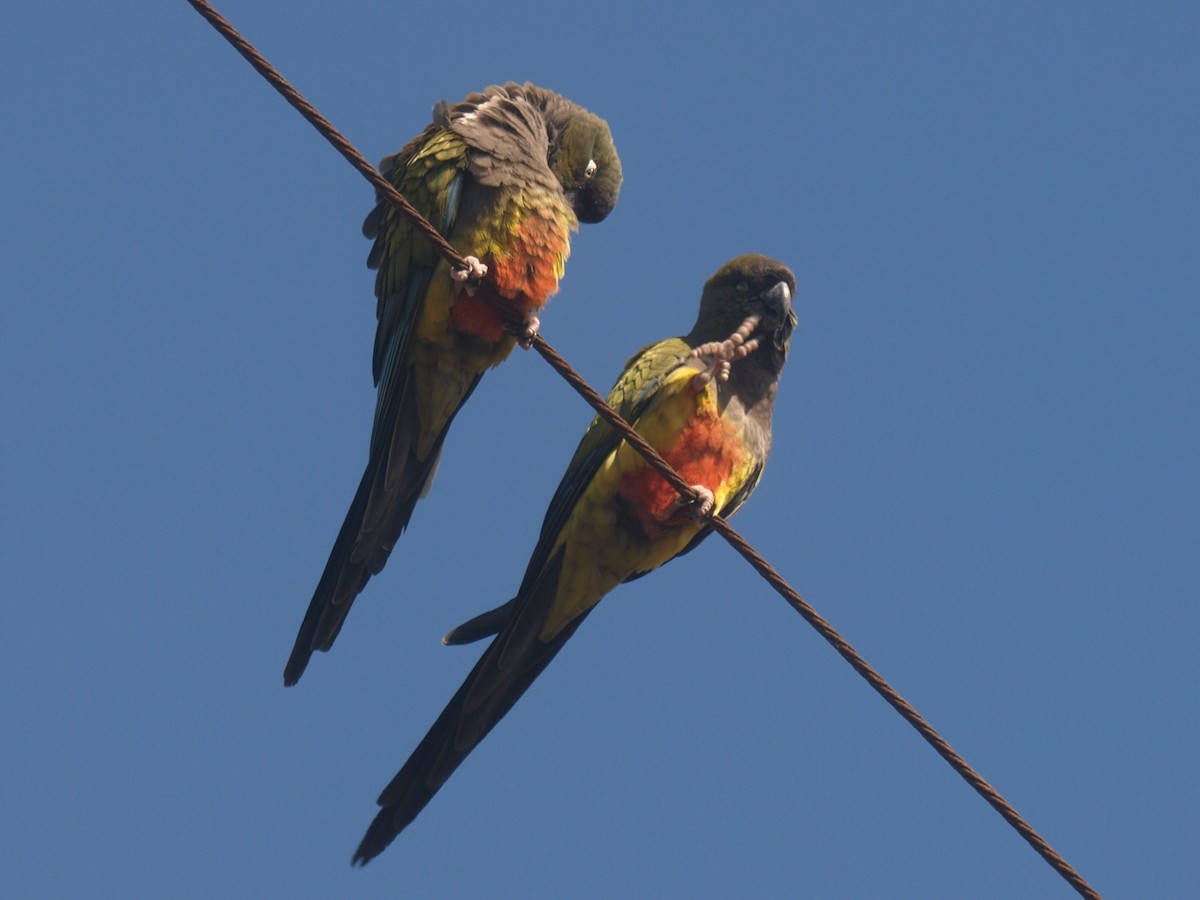 Conure de Patagonie - ML627807881