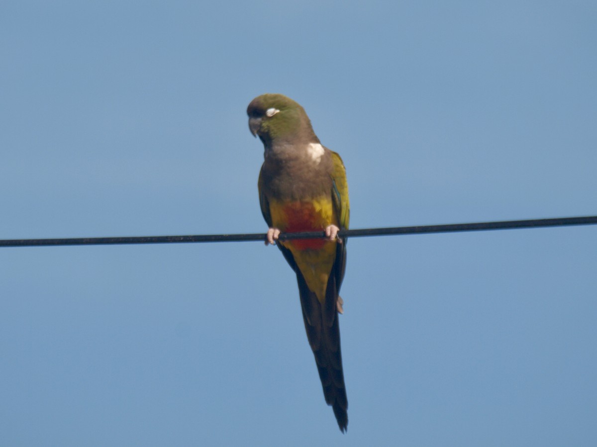 Conure de Patagonie - ML627807882