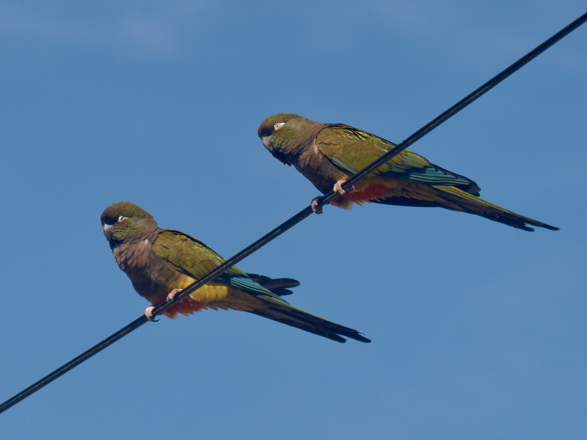 Conure de Patagonie - ML627807883