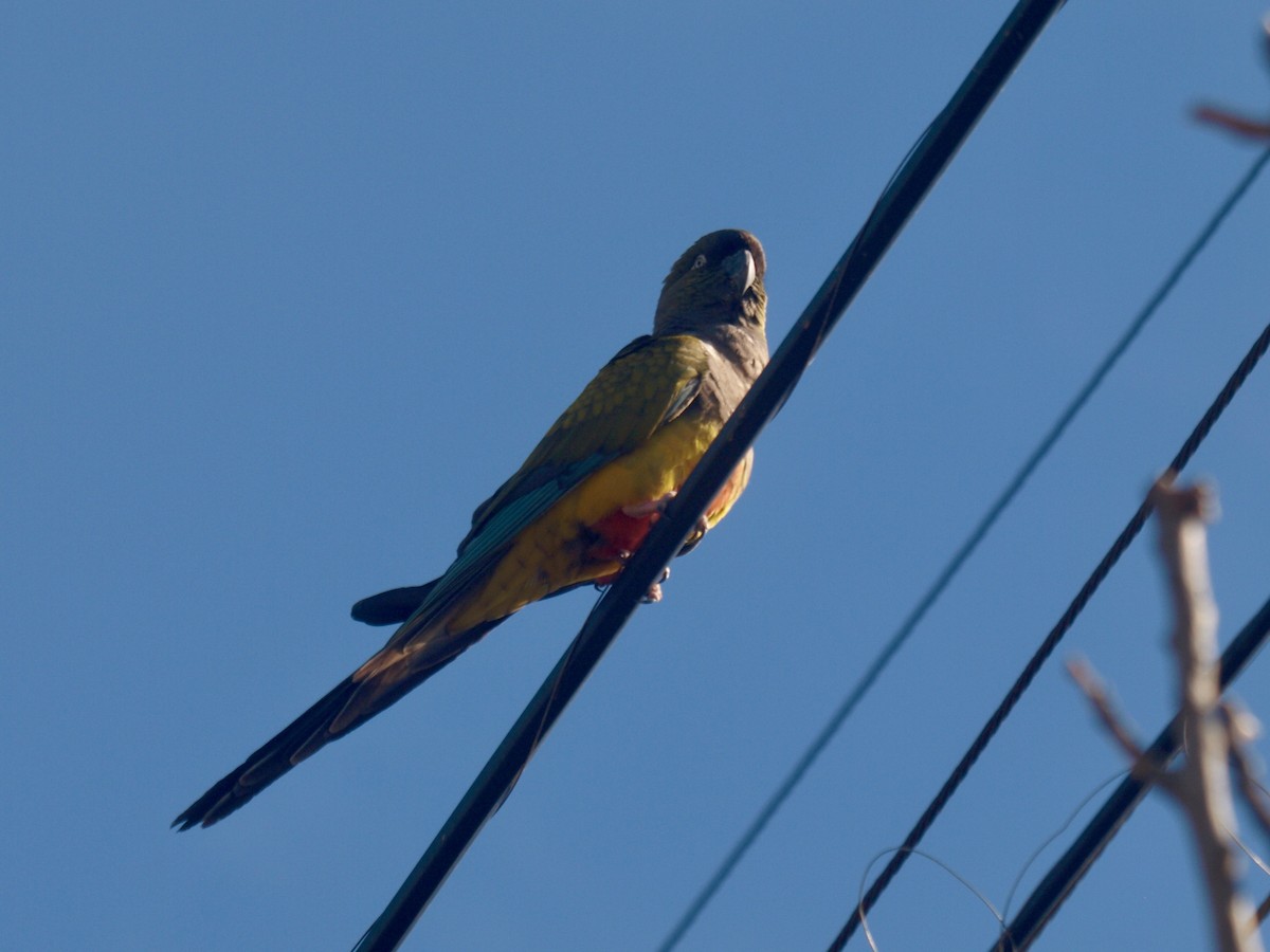 Conure de Patagonie - ML627807884