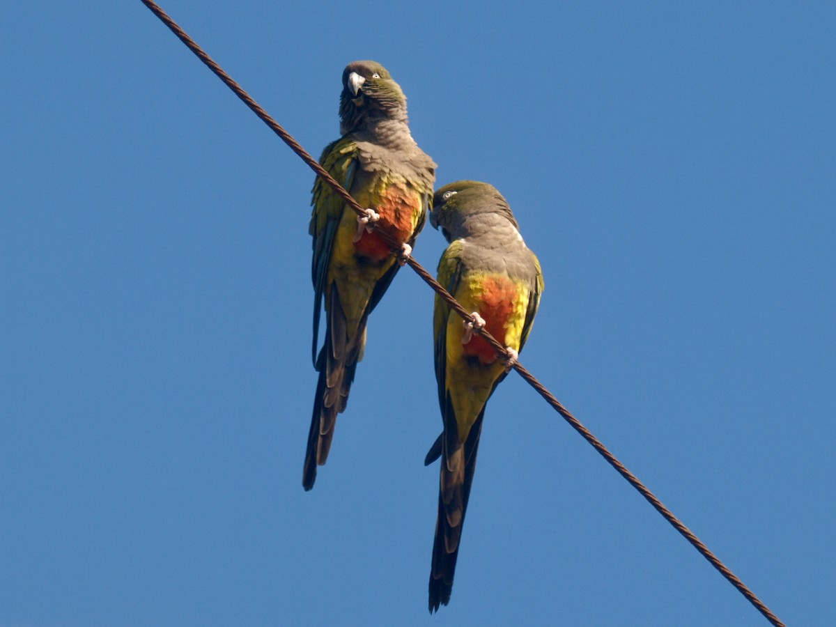 Conure de Patagonie - ML627807885