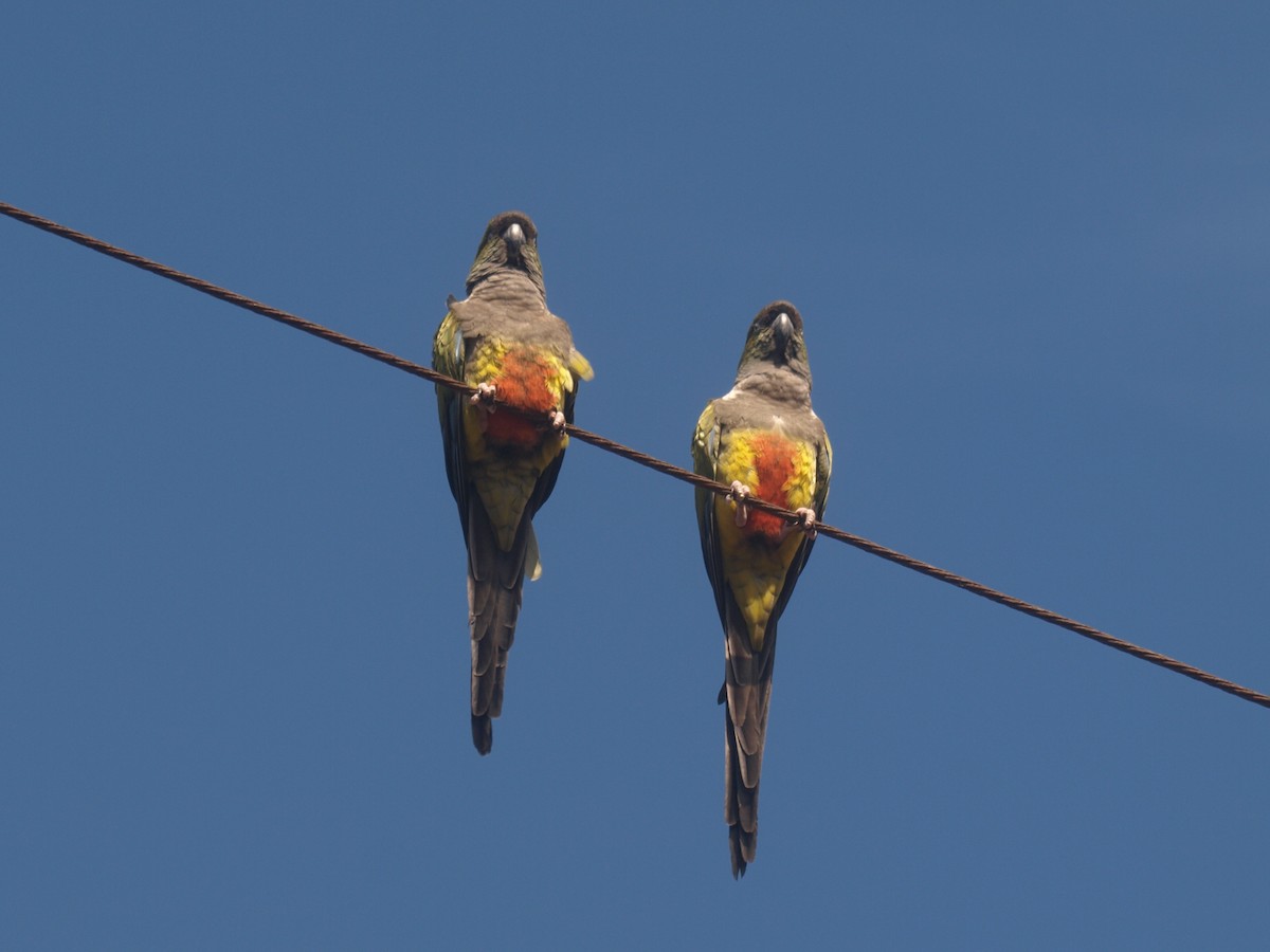 Conure de Patagonie - ML627807886