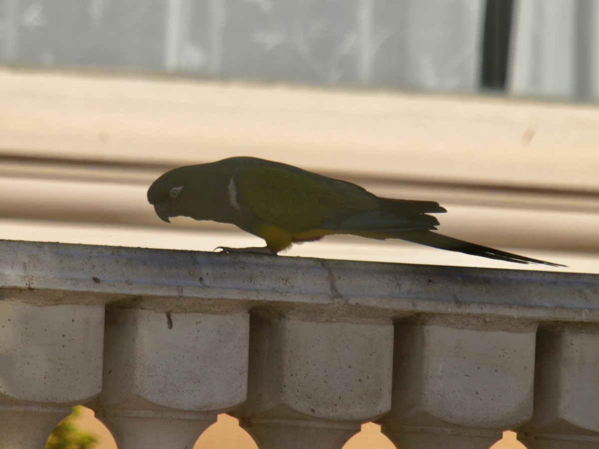 Conure de Patagonie - ML627807887