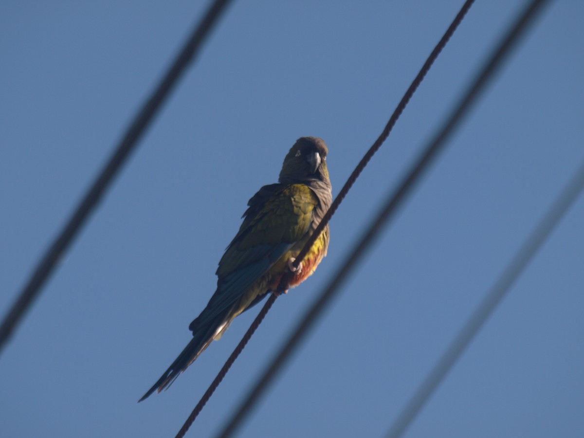 Conure de Patagonie - ML627807888