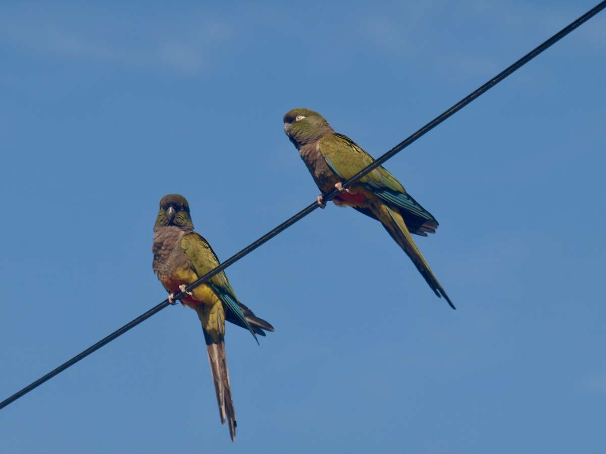 Conure de Patagonie - ML627807889