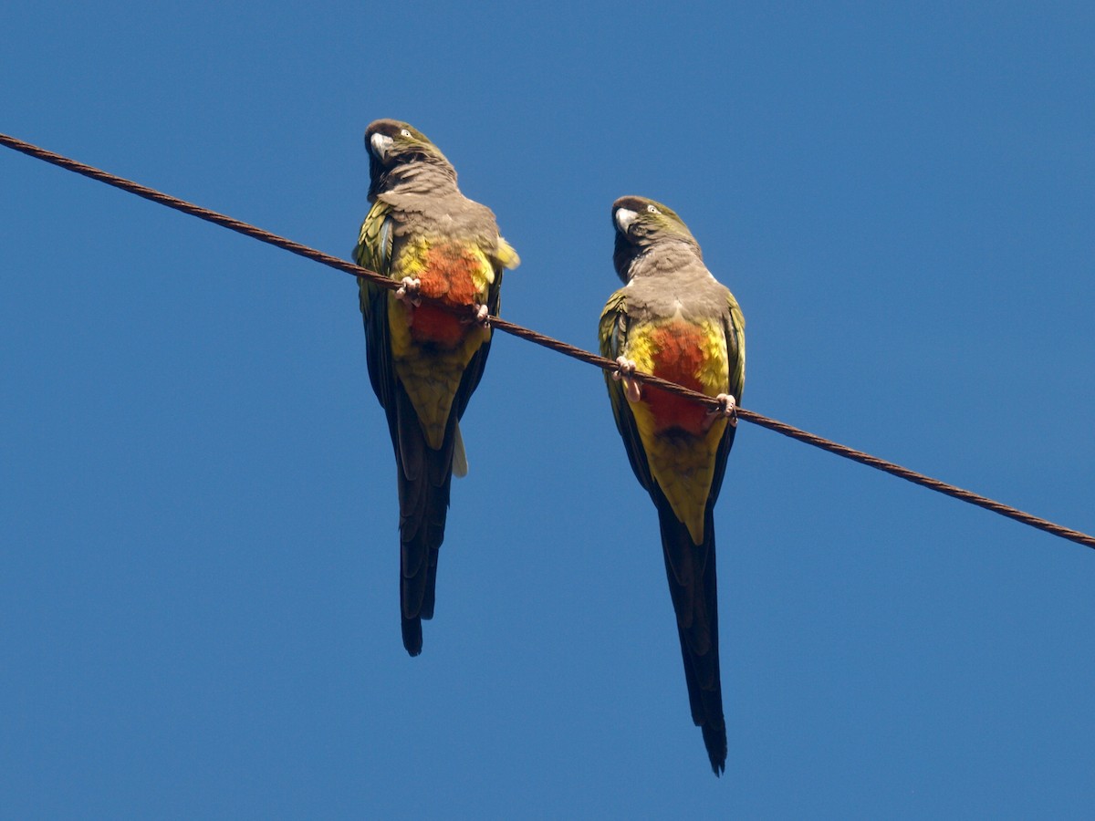 Conure de Patagonie - ML627807890