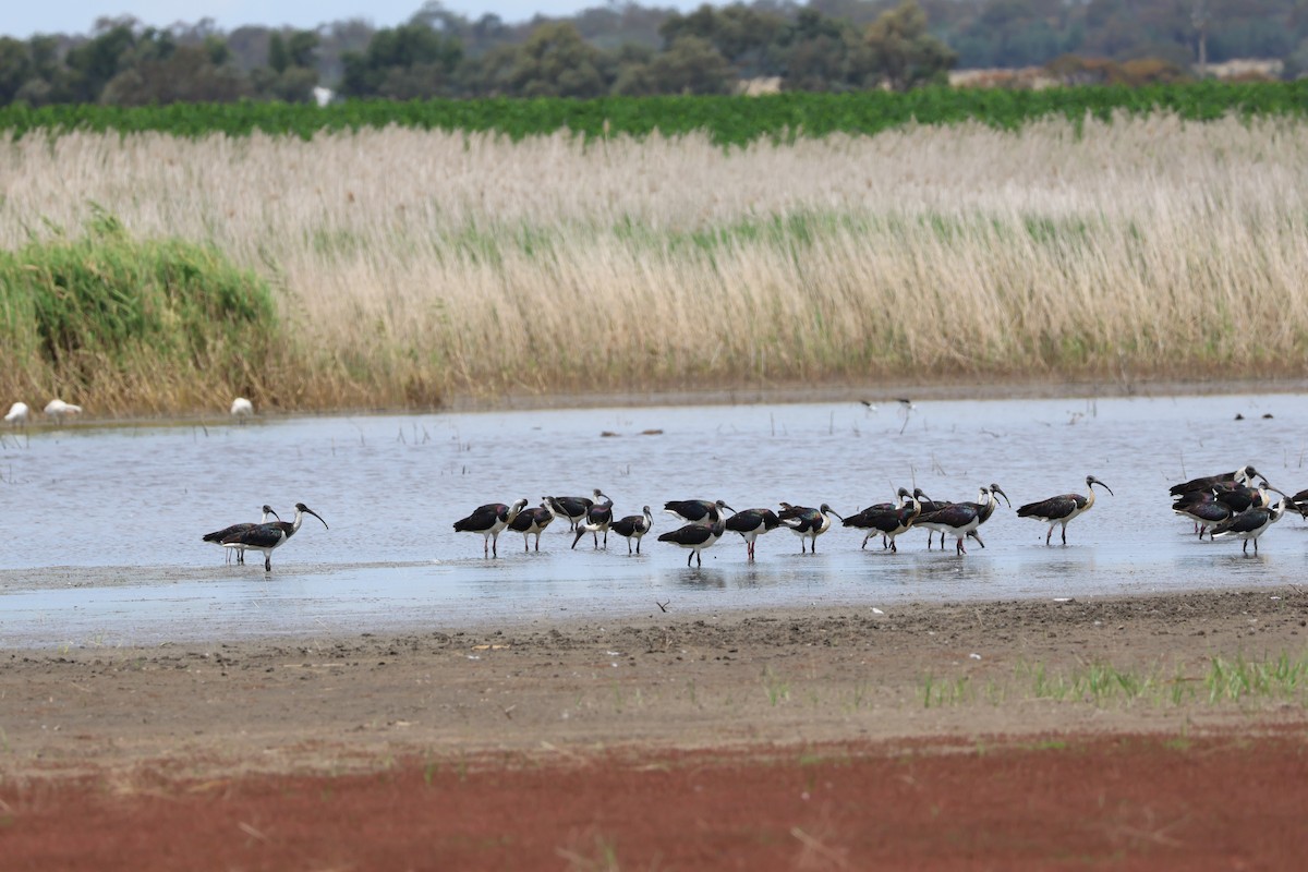 Straw-necked Ibis - ML627807969