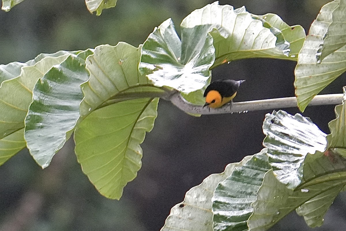 Black-and-yellow Tanager - ML627807994