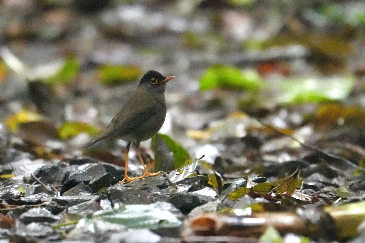 Black-headed Nightingale-Thrush - ML627808000