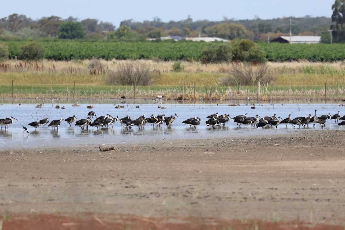 Straw-necked Ibis - ML627808030