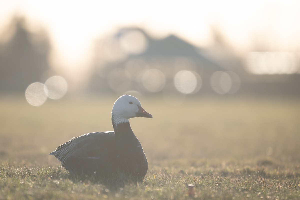 Snow Goose - ML627808077