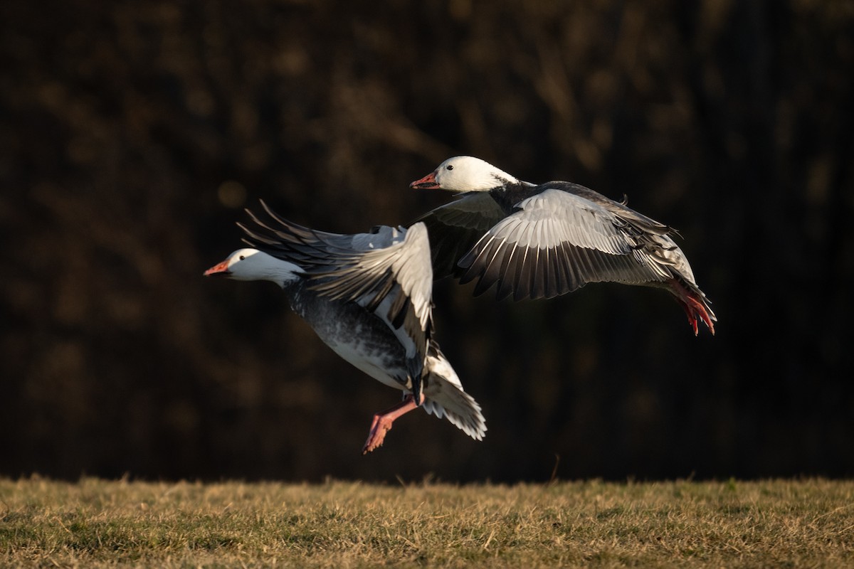Snow Goose - ML627808078