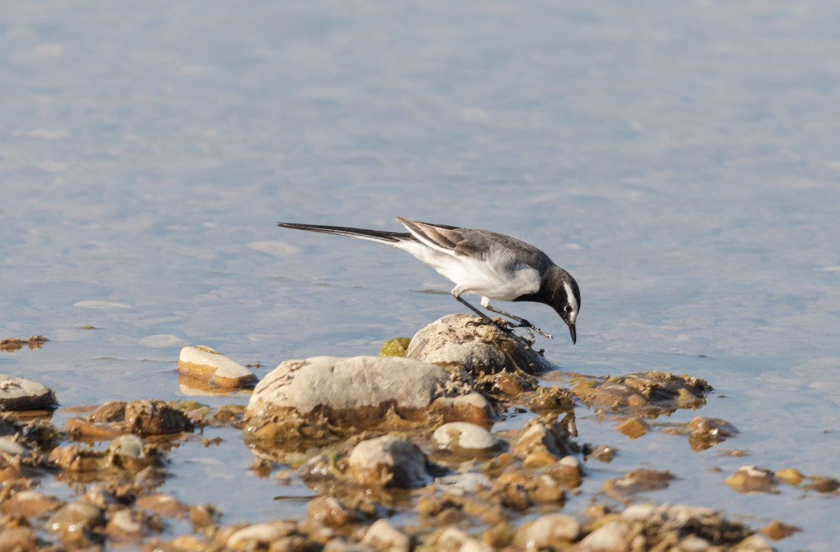 White-browed Wagtail - ML627808134